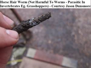 identify horsehair worm jason dunsmore wm                